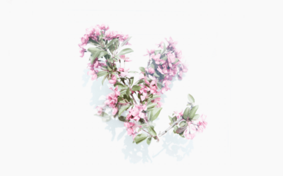 Managing traumatic stress: After the hurricanes