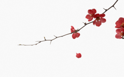 Public policies can help prevent suicide